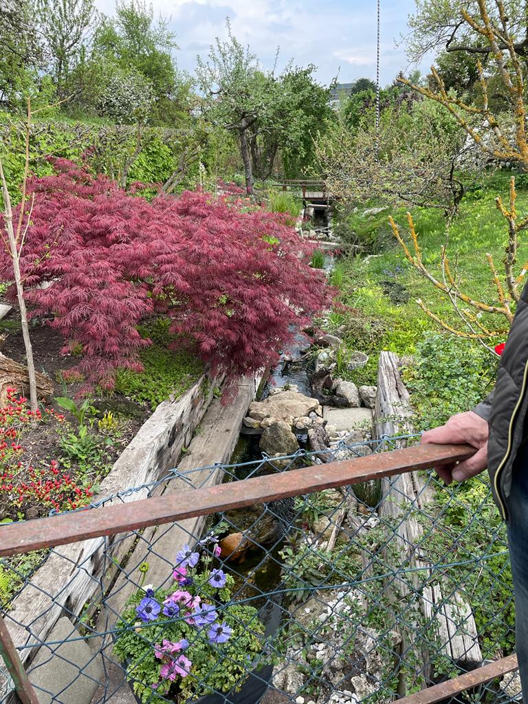 Der Bach romantisch bepflanzt Bachlauf in Kumpfmühl