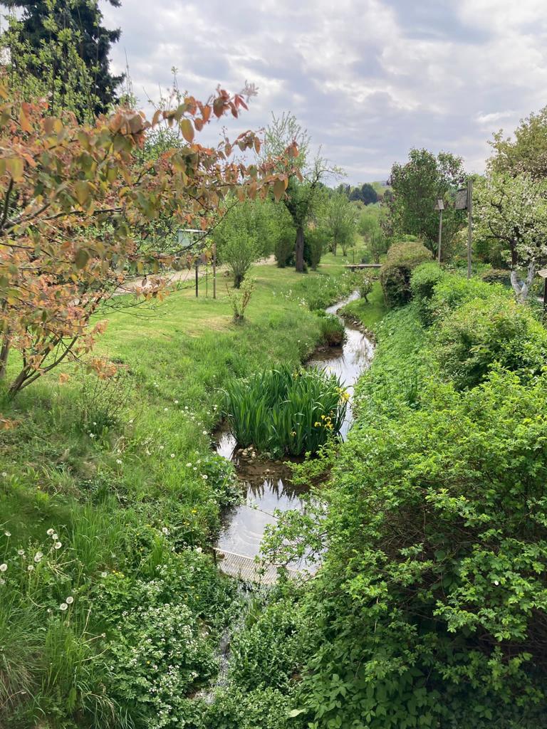 Der Bach im Frühjahr, ein Paradies auch für Entenfamilien